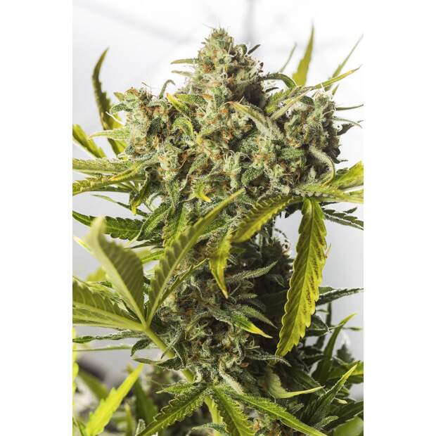 Dinafem Blue Critical Auto