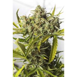 Dinafem Blue Critical Auto