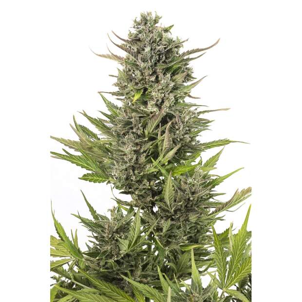 Dinafem Critical+ Auto CBD