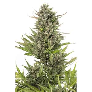 Dinafem Critical+ Auto CBD