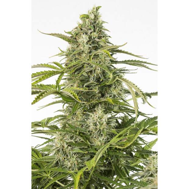 Dinafem Cheese Auto CBD