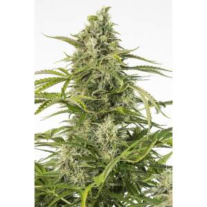 Dinafem Cheese Auto CBD