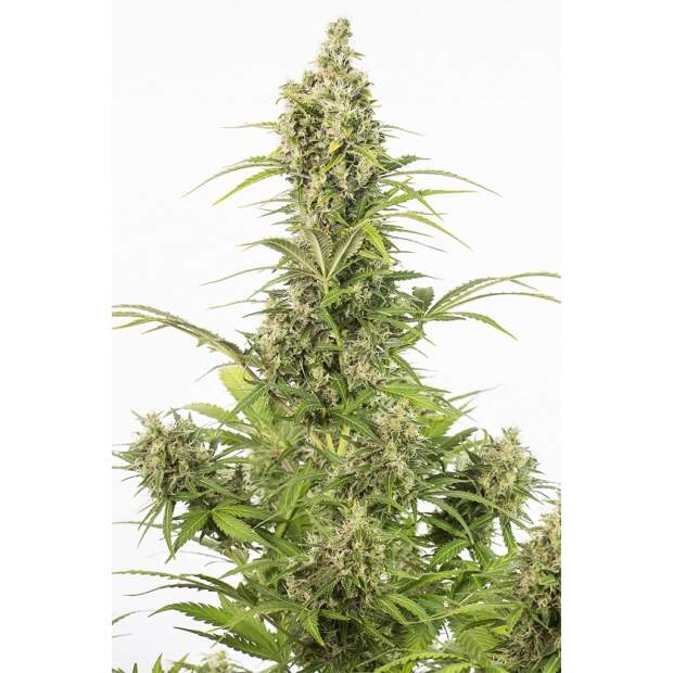 Dinafem White Widow Auto CBD 5 Stk feminisiert