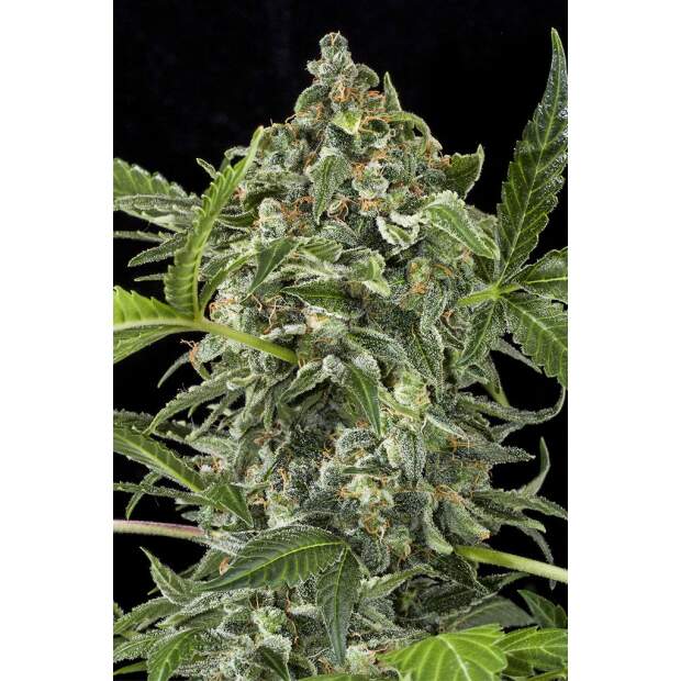 Dinafem White Cheese Auto 10 Stk feminisiert