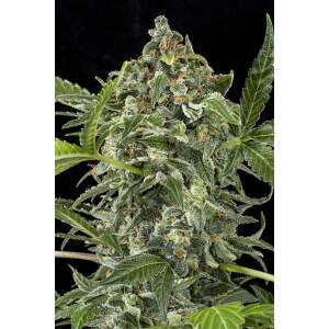 Dinafem White Cheese Auto 10 Stk feminisiert