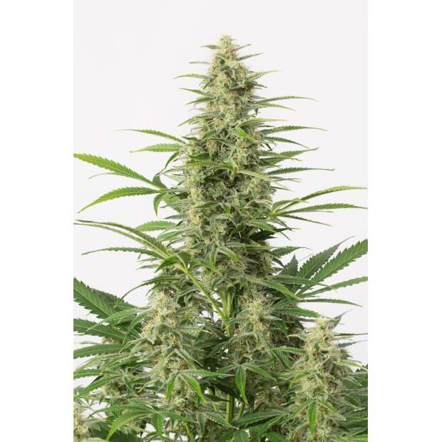 Dinafem Sour Diesel Auto 10 Stk feminisiert