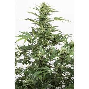 Dinafem Industrial Plant Auto CBD 5 Stk feminisiert