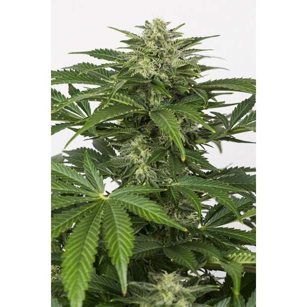 Dinafem Haze Auto CBD 3 Stk feminisiert