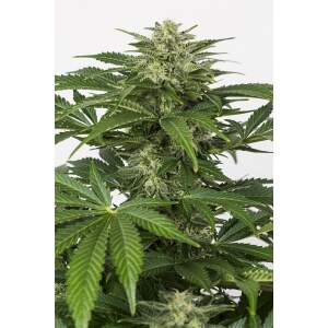 Dinafem Haze Auto CBD 3 Stk feminisiert