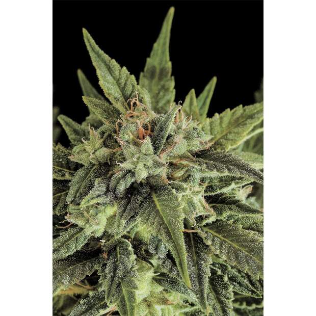Dinafem Fruit Auto 3 Stk feminisiert