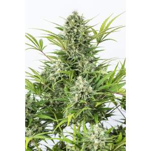 Dinafem Critical Cheese Auto 3 Stk feminisiert