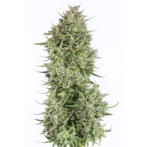 Dinafem Blue Kush Auto 3 Stk feminisiert
