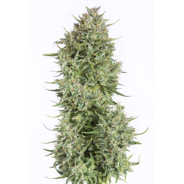 Dinafem Blue Kush Auto 10 Stk feminisiert