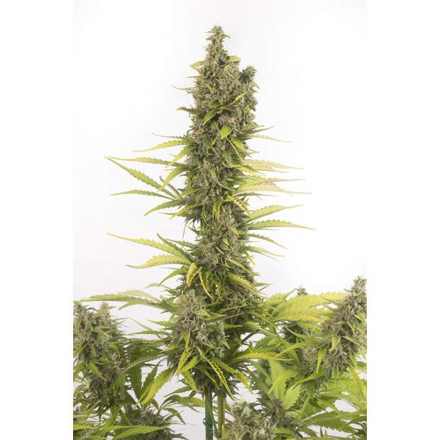 Dinafem Amnesia Auto CBD