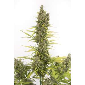 Dinafem Amnesia Auto CBD