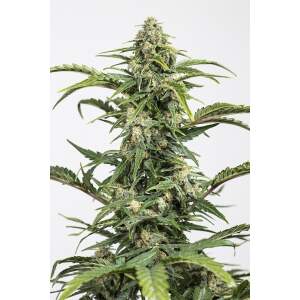 Dinafem Dinamed Auto CBD