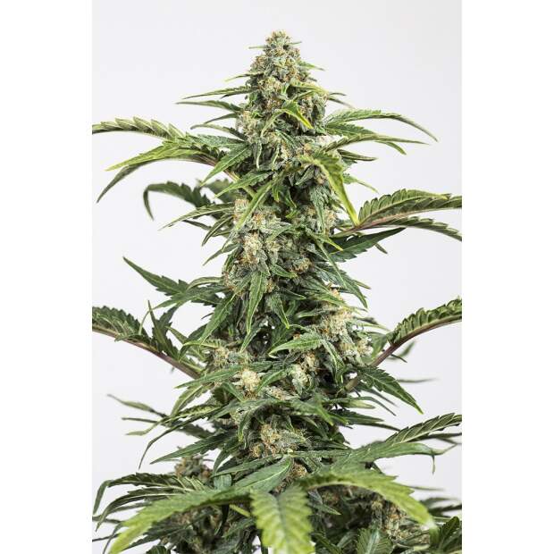 Dinafem Dinamed Auto CBD 3 Stk feminisiert