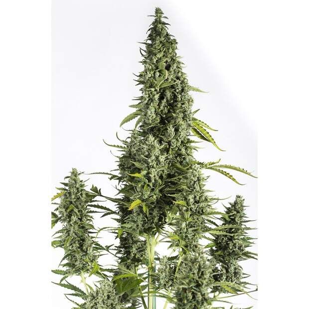 Dinafem Cheese Auto