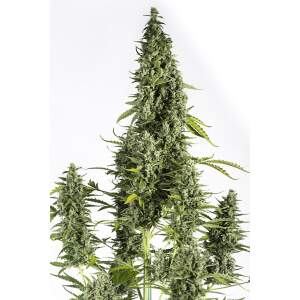 Dinafem Cheese Auto