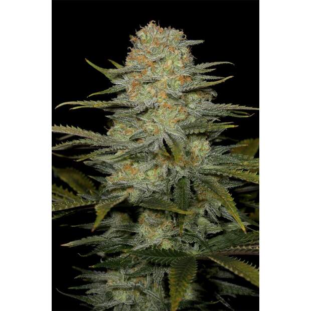 Dinafem Amnesia CBD