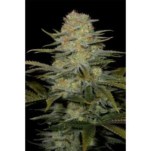 Dinafem Amnesia CBD