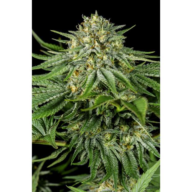 Dinafem Bubba Kush CBD
