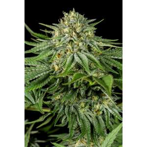 Dinafem Bubba Kush CBD