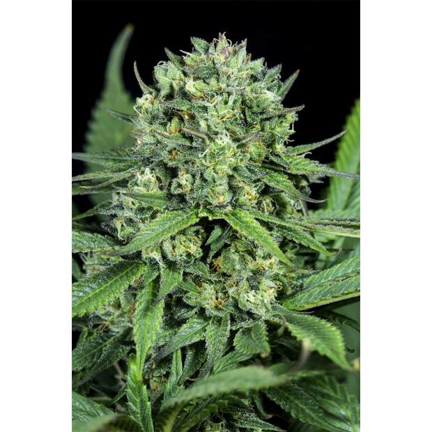 Dinafem Cheese CBD