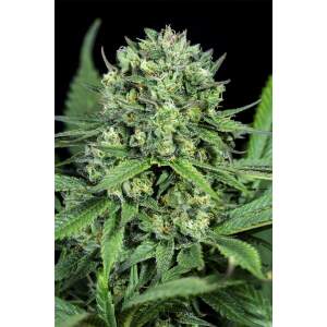 Dinafem Cheese CBD