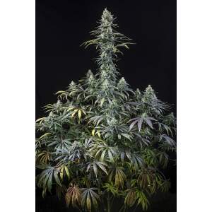 Dinafem Early Amnesia CBD