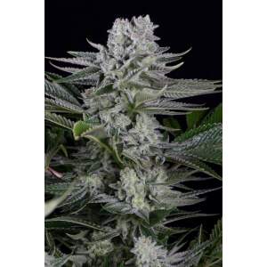 Dinafem Gorilla CBD
