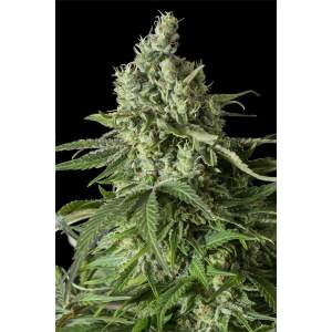 Dinafem Moby Dick CBD