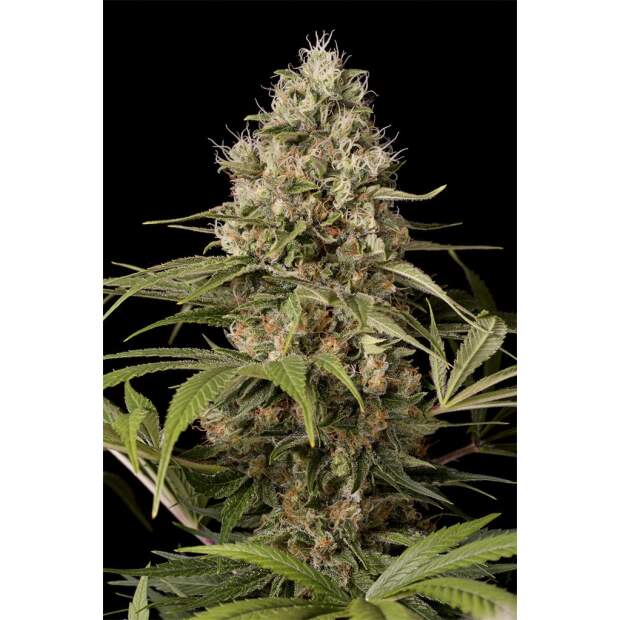 Dinafem Shark Shock CBD
