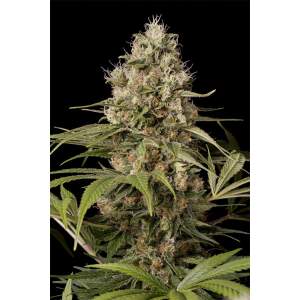 Dinafem Shark Shock CBD
