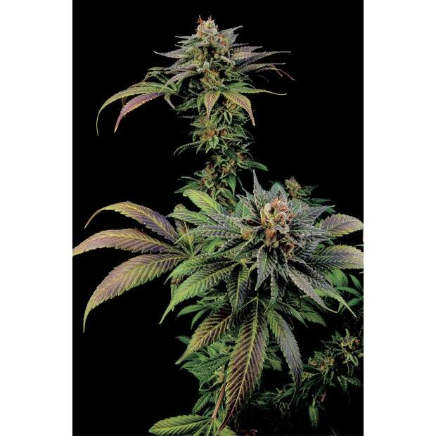 Dinafem Blue Widow