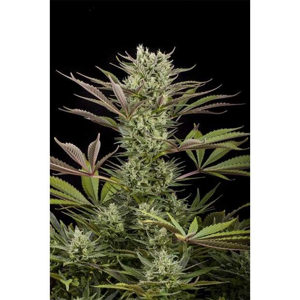 Dinafem Deep Cheese