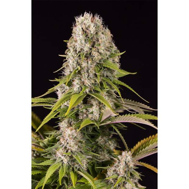 Dinafem Diesel