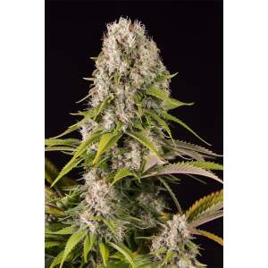 Dinafem Diesel