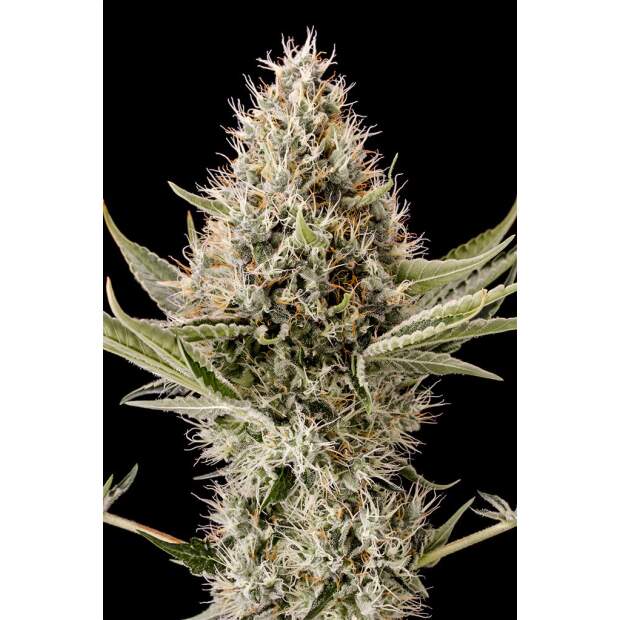 Dinafem Dinamex