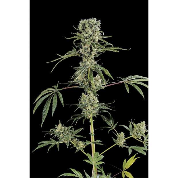Dinafem Moby Dick #2