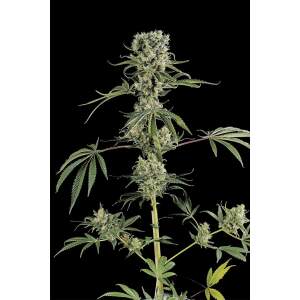 Dinafem Moby Dick #2