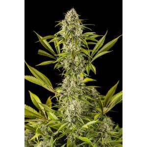 Dinafem Royale Haze