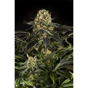 Dinafem White Siberian