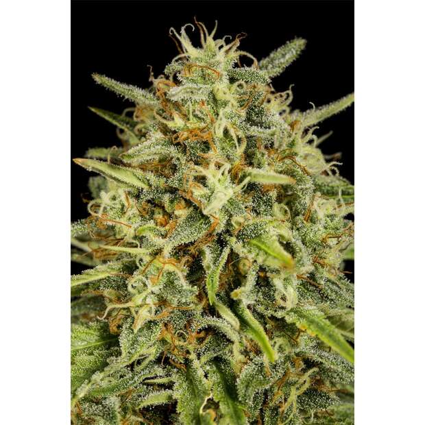 Dinafem Strawberry Amnesia 5 Stk feminisiert