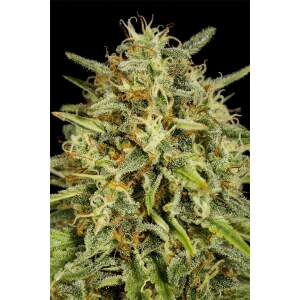 Dinafem Strawberry Amnesia 5 Stk feminisiert