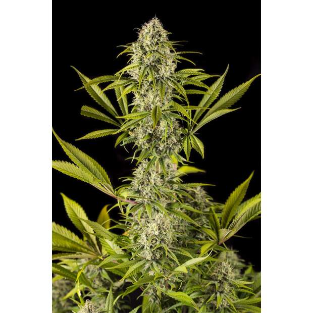 Dinafem Royale Haze 5 Stk feminisiert