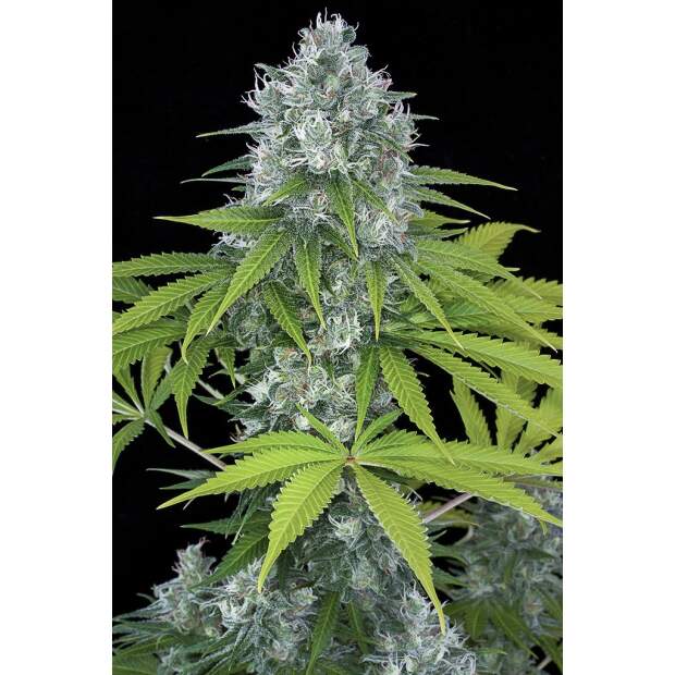 Dinafem Power Kush 3 Stk feminisiert