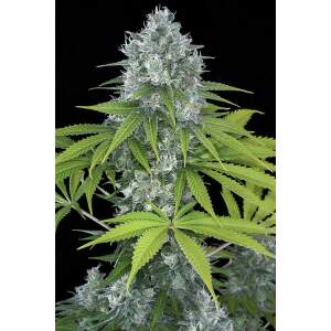 Dinafem Power Kush 3 Stk feminisiert