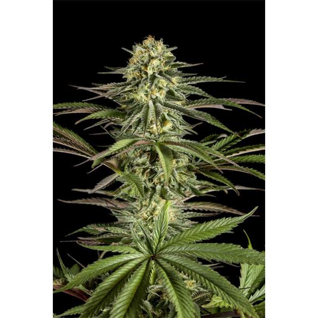Dinafem Kush-N-Cheese 5 Stk feminisiert