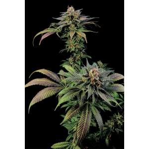 Dinafem Blue Widow 5 Stk feminisiert